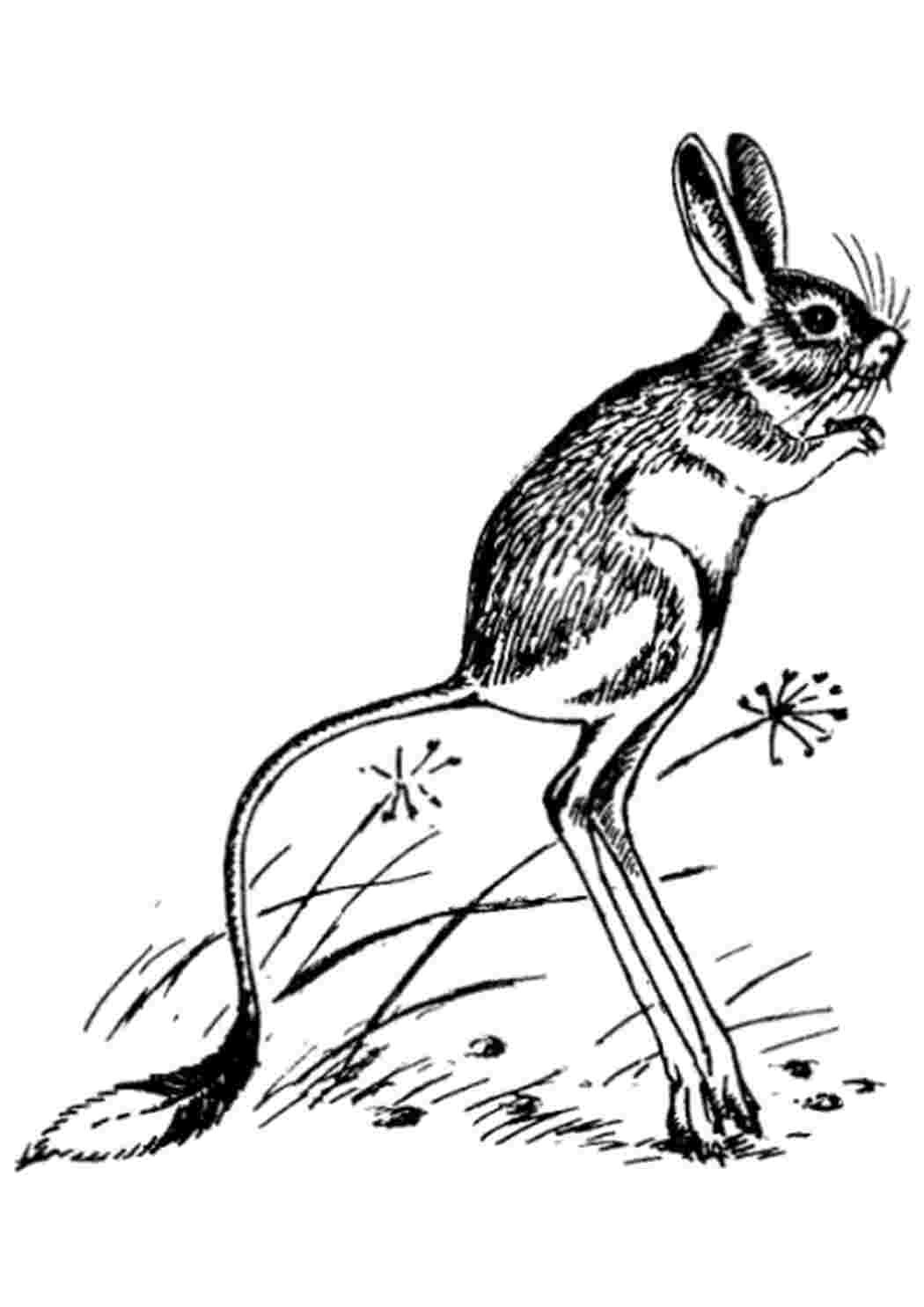 Египетский тушканчик