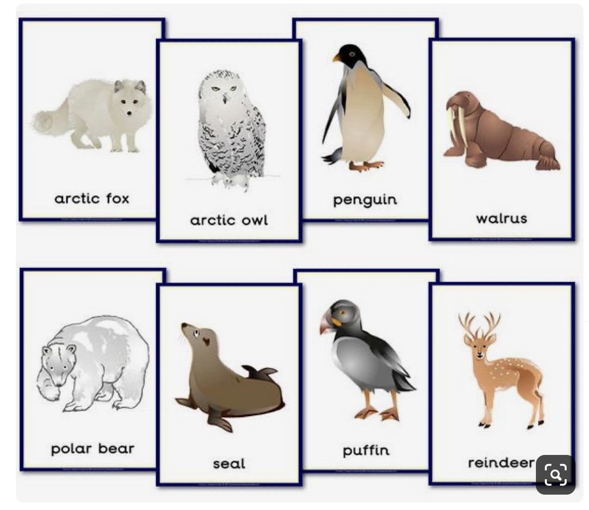 Животные Арктики