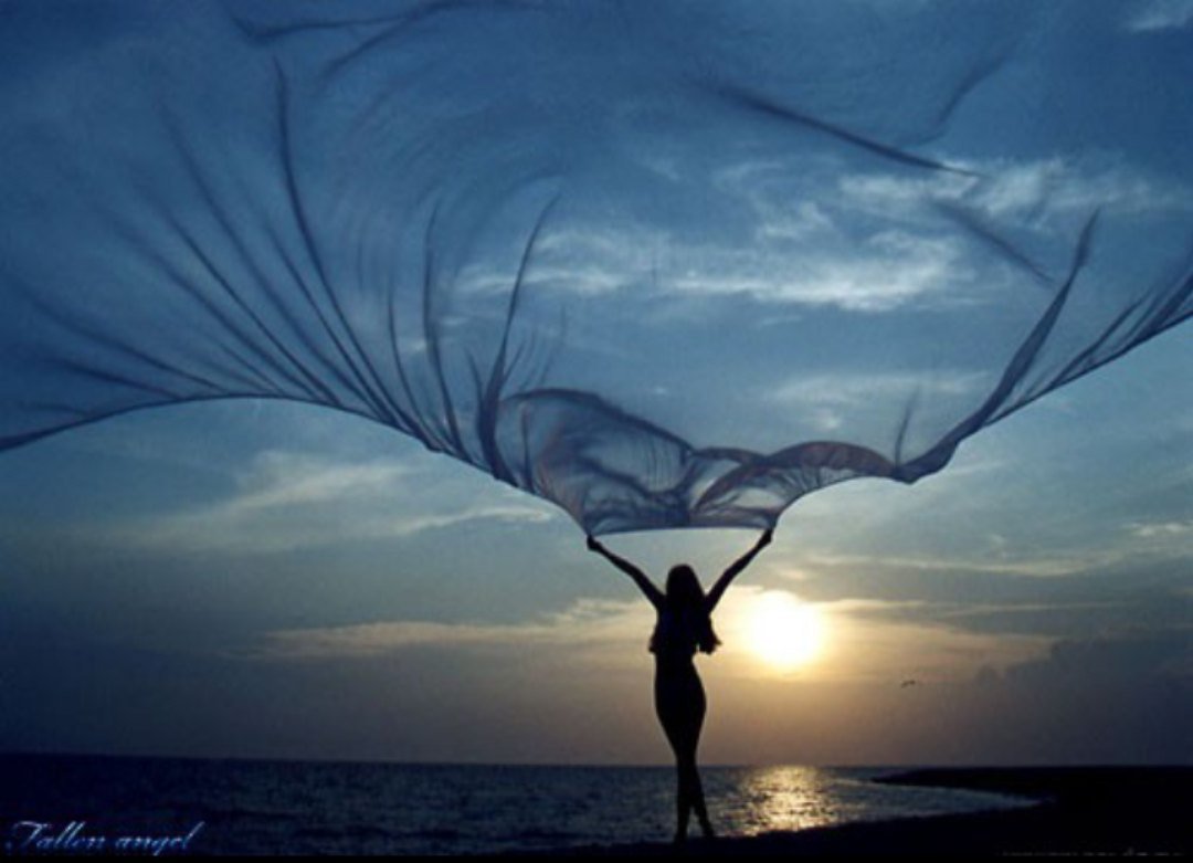 День свободного ветра в крыльях