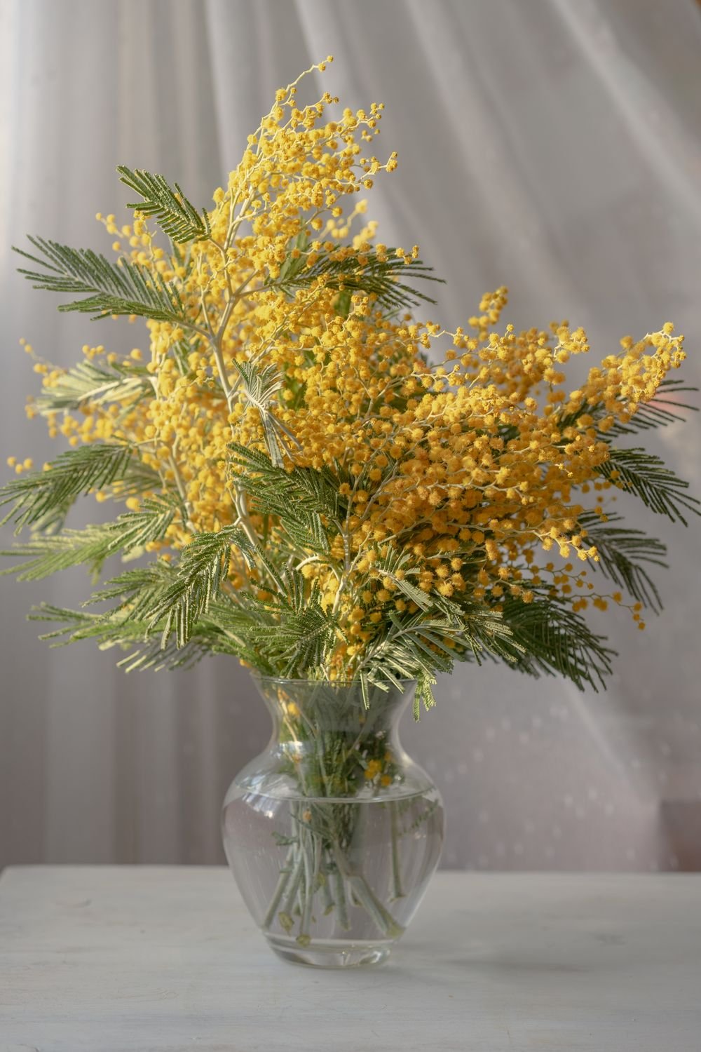 Мимоза на синем фоне в вазе