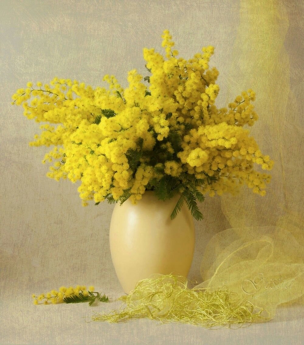 Мимоза и сирень