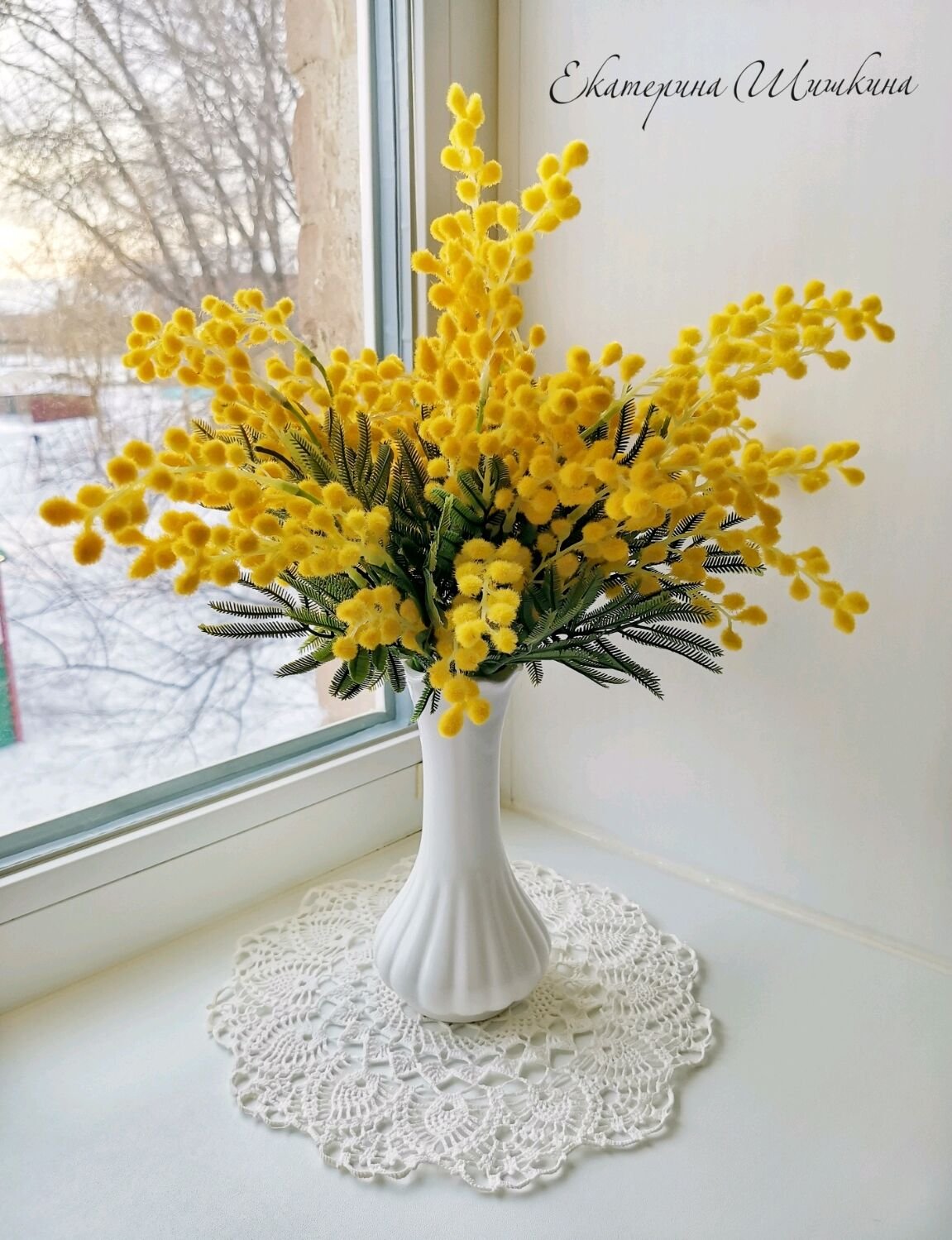 Мимоза Сильвер