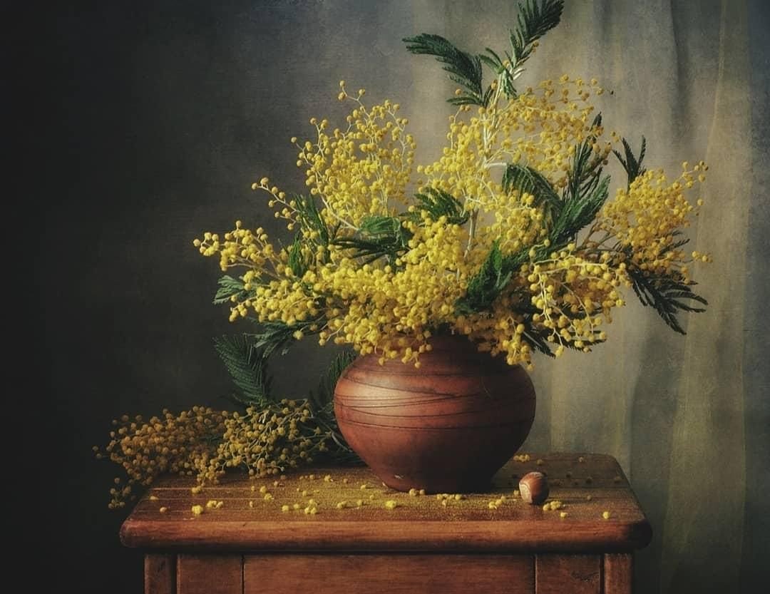 Весенние цветы Мимоза