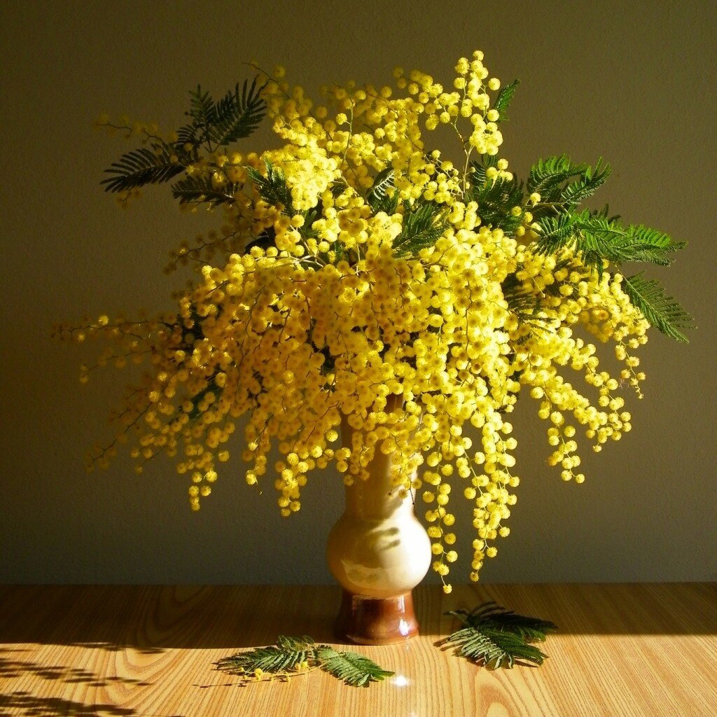 Веточка мимозы в вазе