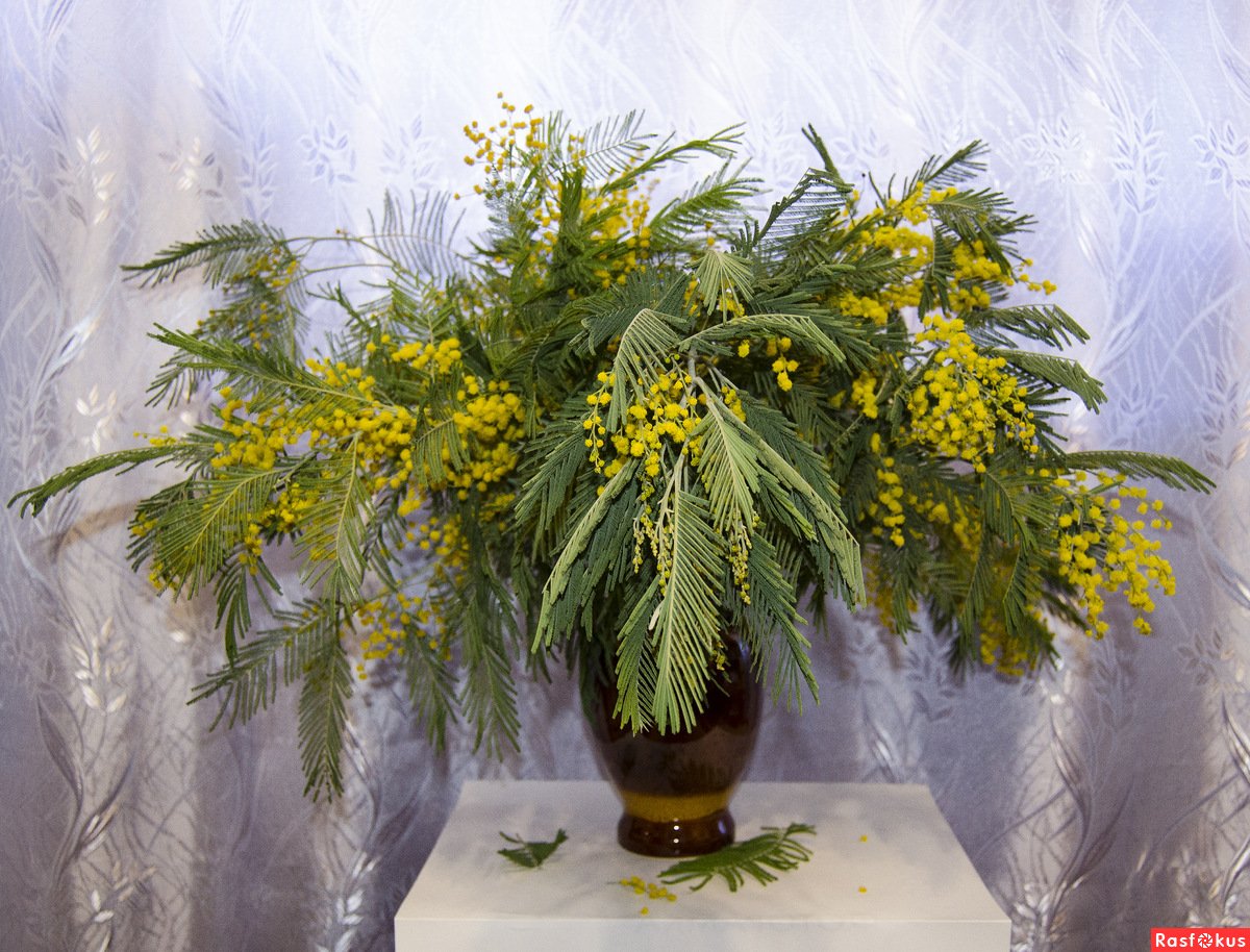 Мимоза срезка