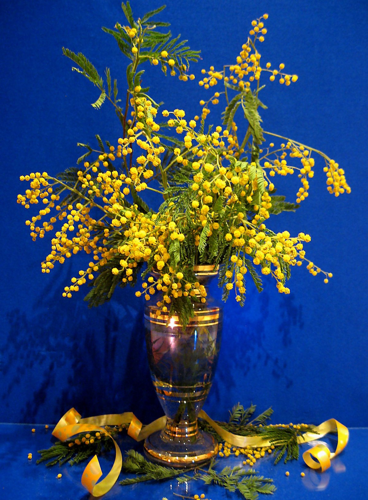 Мимоза цветок