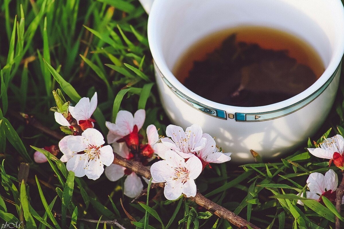 Чай на природе