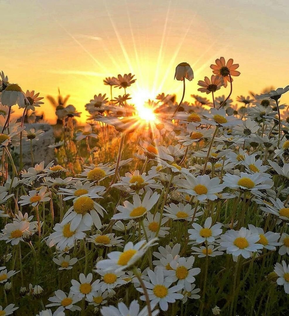 Лето солнце цветы