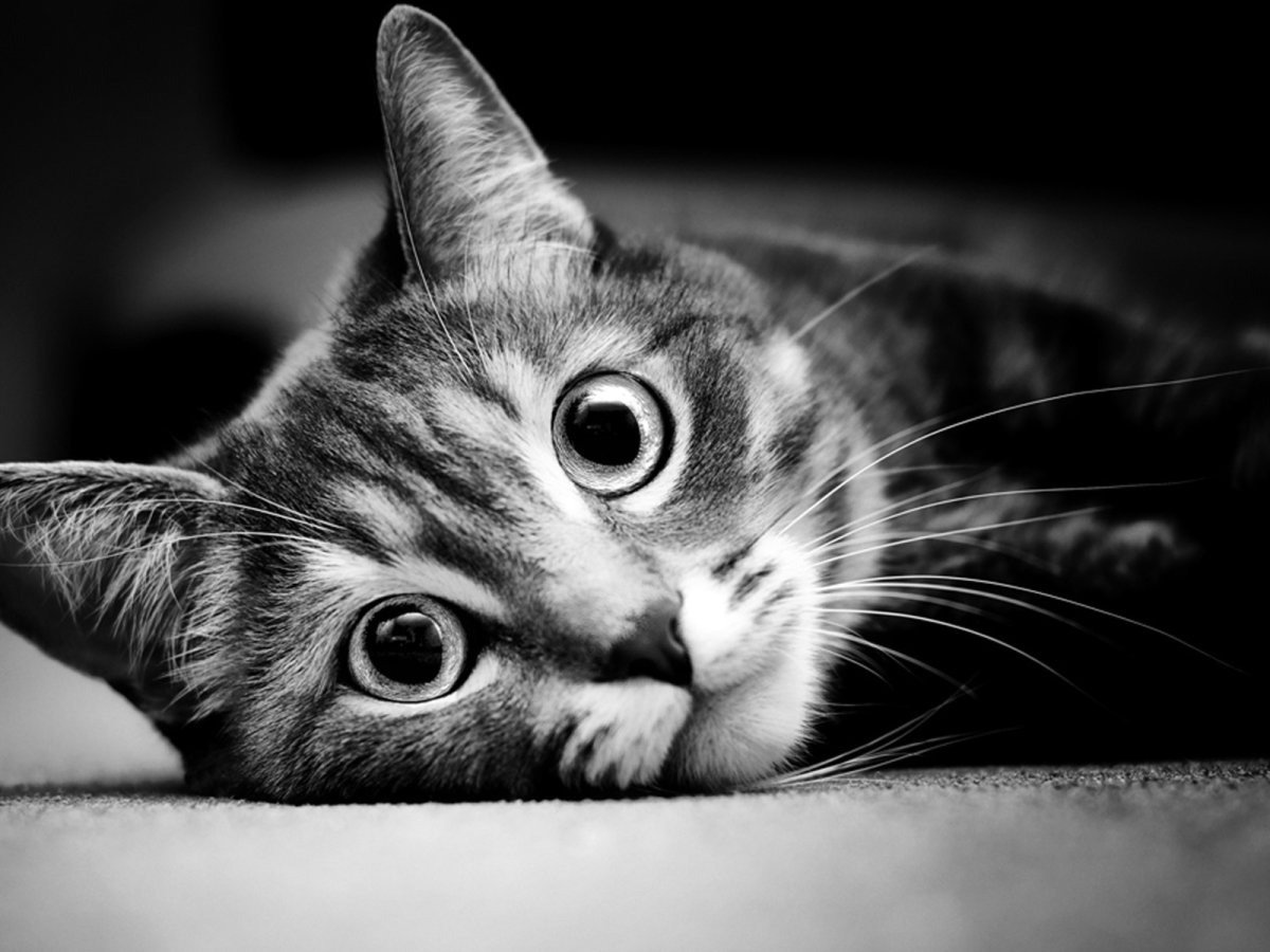 Черно белое