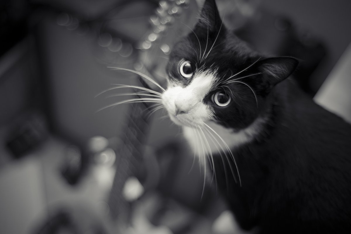 Красивые черно белые коты