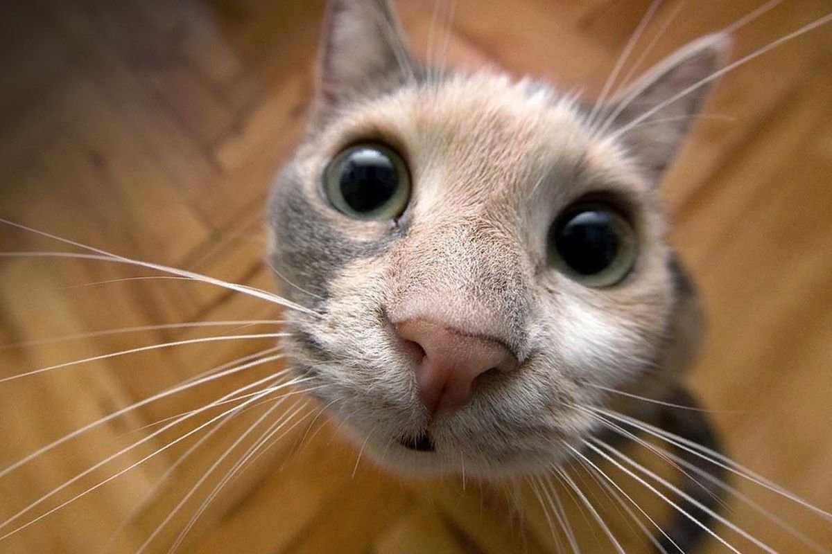 Любопытная кошка