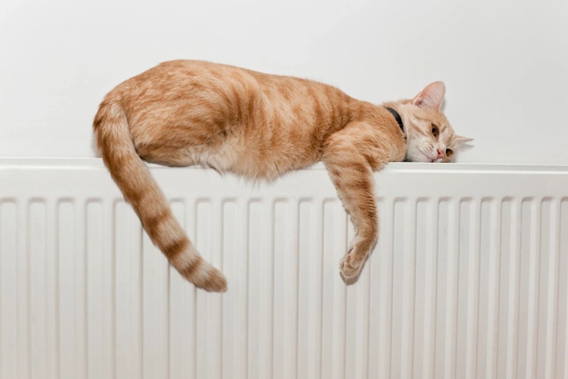 Кот на батарее