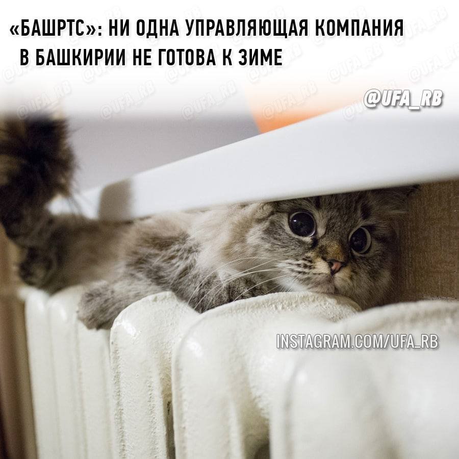 Кот на батарее