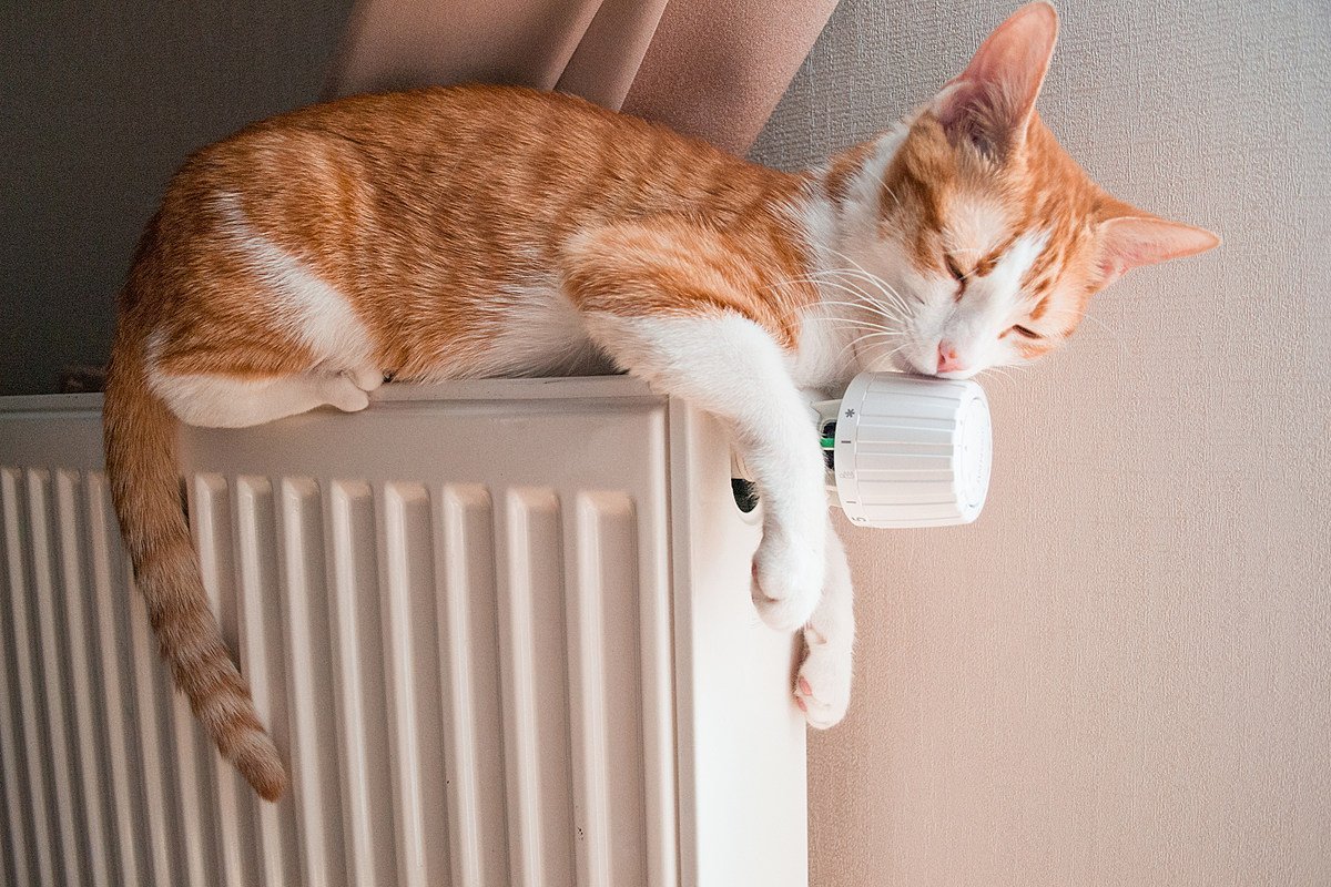 Котенок на батарее