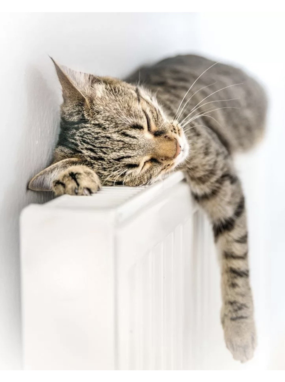 Смешной кот на батарее