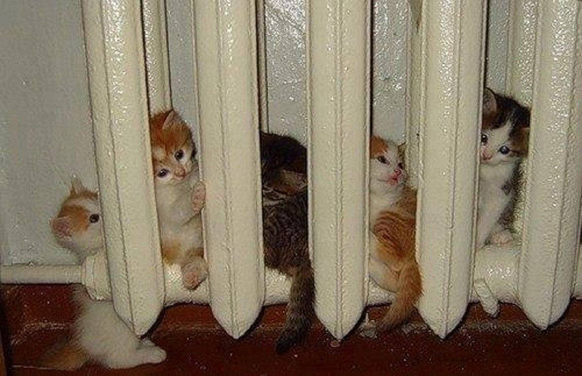 Отопление котик