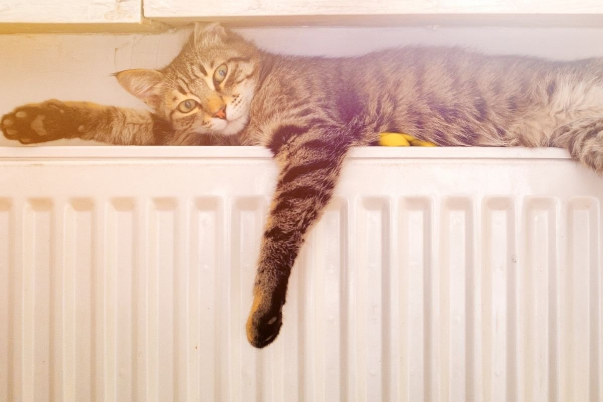 Кошка на батарее отопления