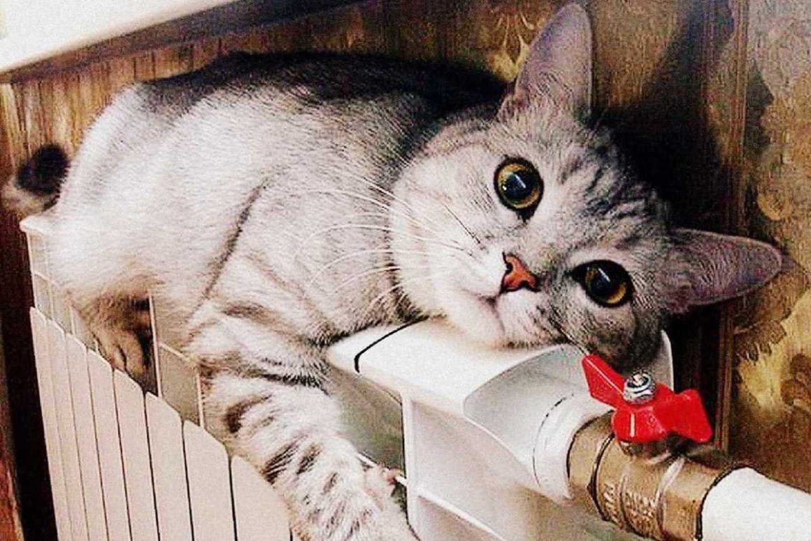 Теплые коты