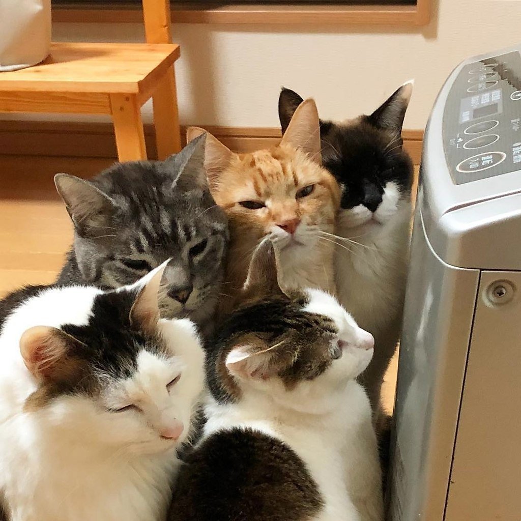 Котик на батарее