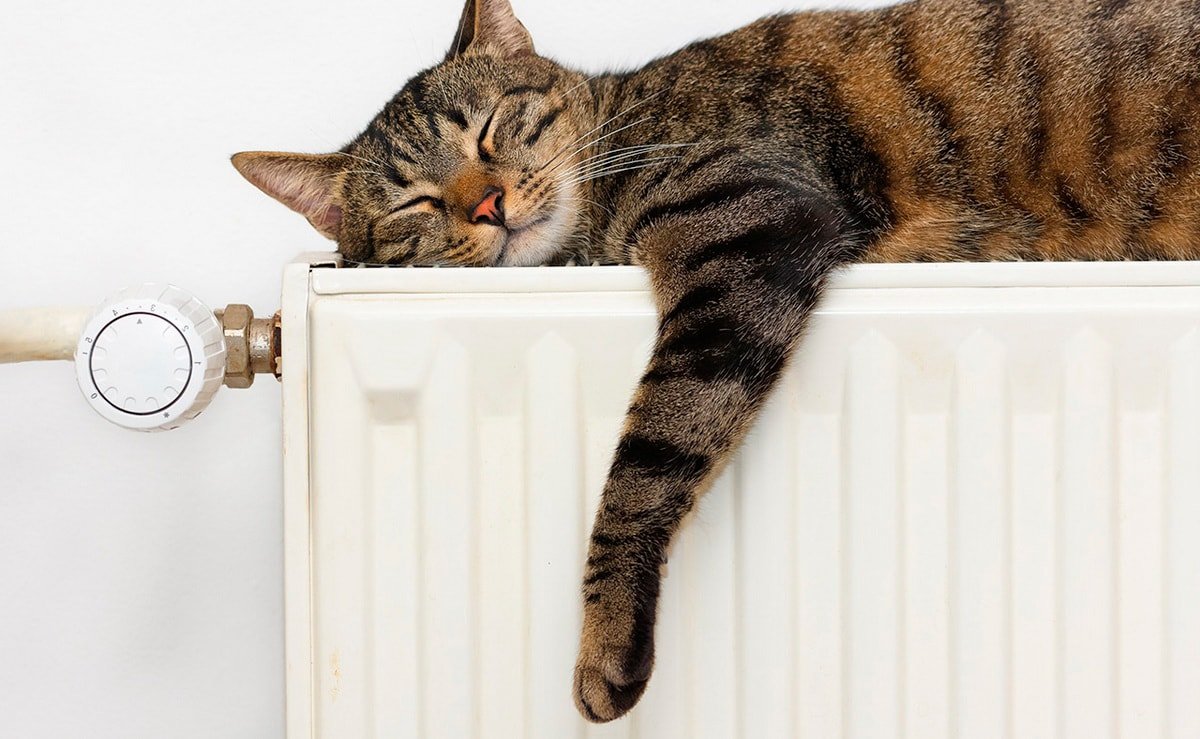 Котик на батарее