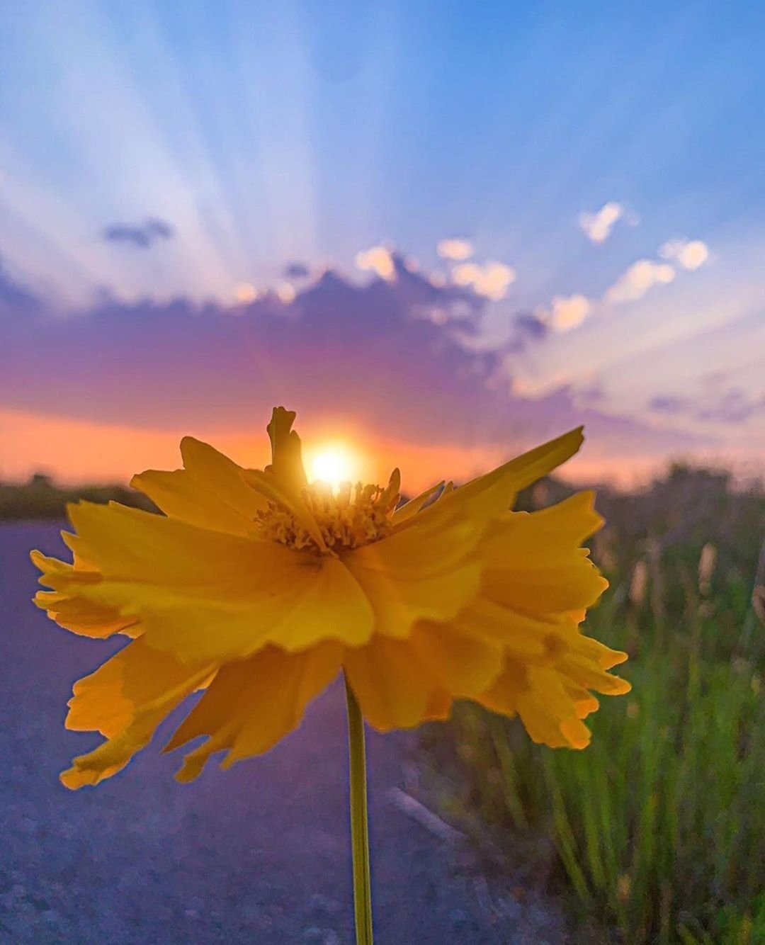 Солнечный цветок