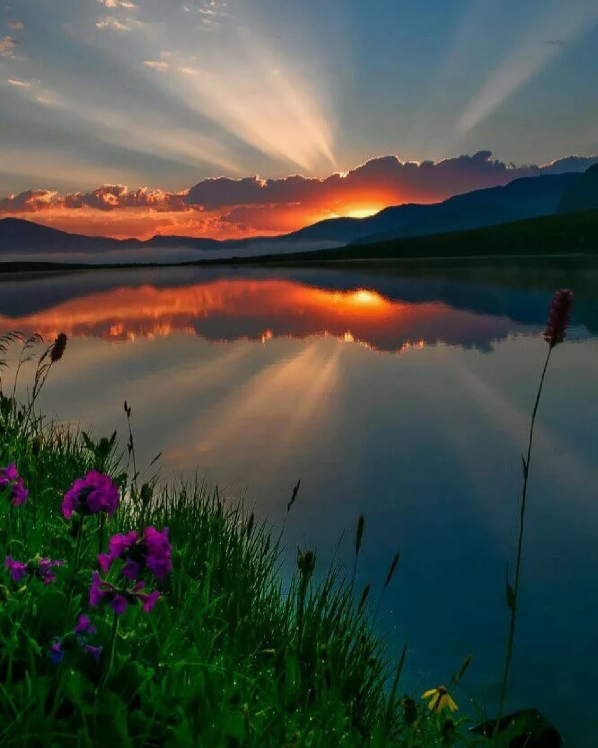 Дерево красивое солнце