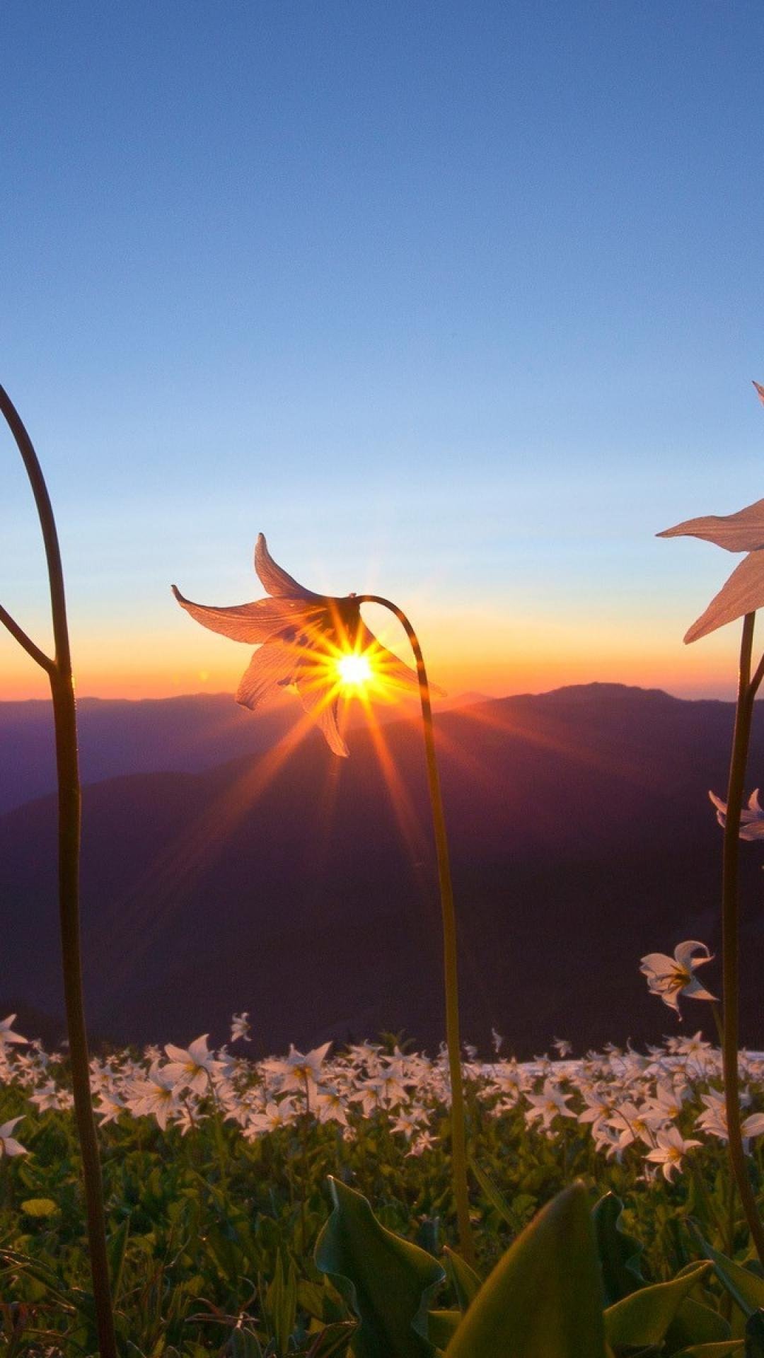 Солнце пейзаж