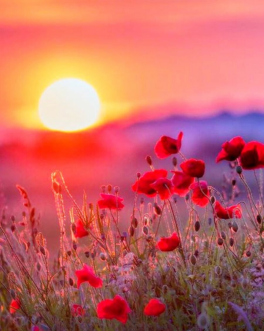 Нежный закат природа