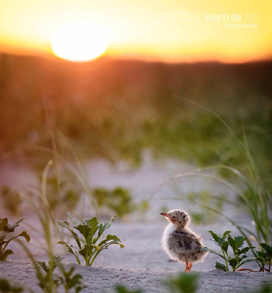 Утренние птицы