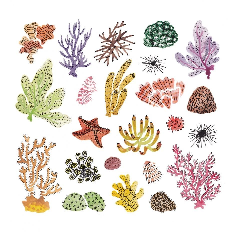 Кораллы для рисования