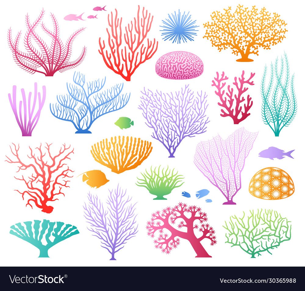 Кораллы цветными карандашами