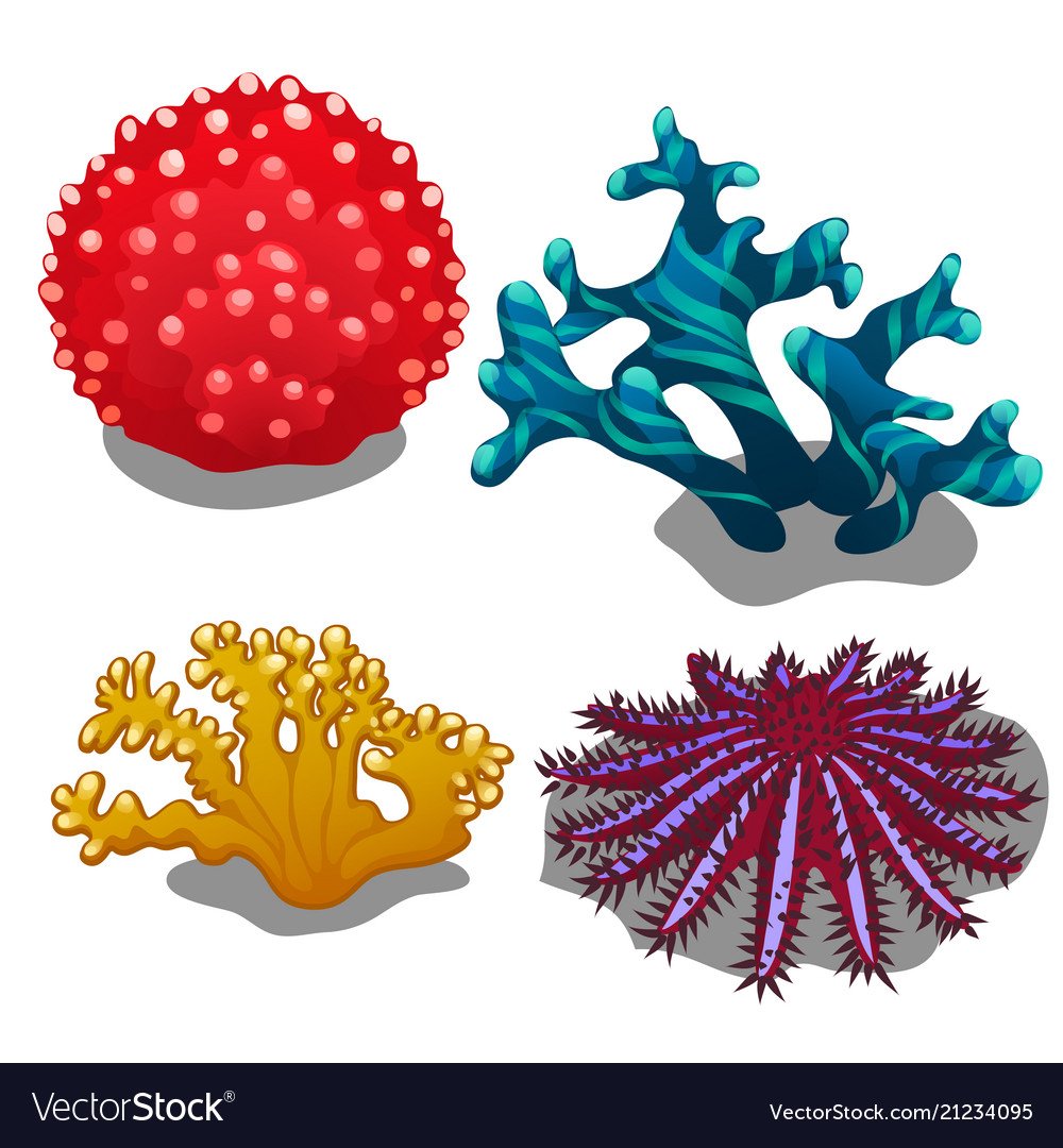 Морские кораллы на белом фоне