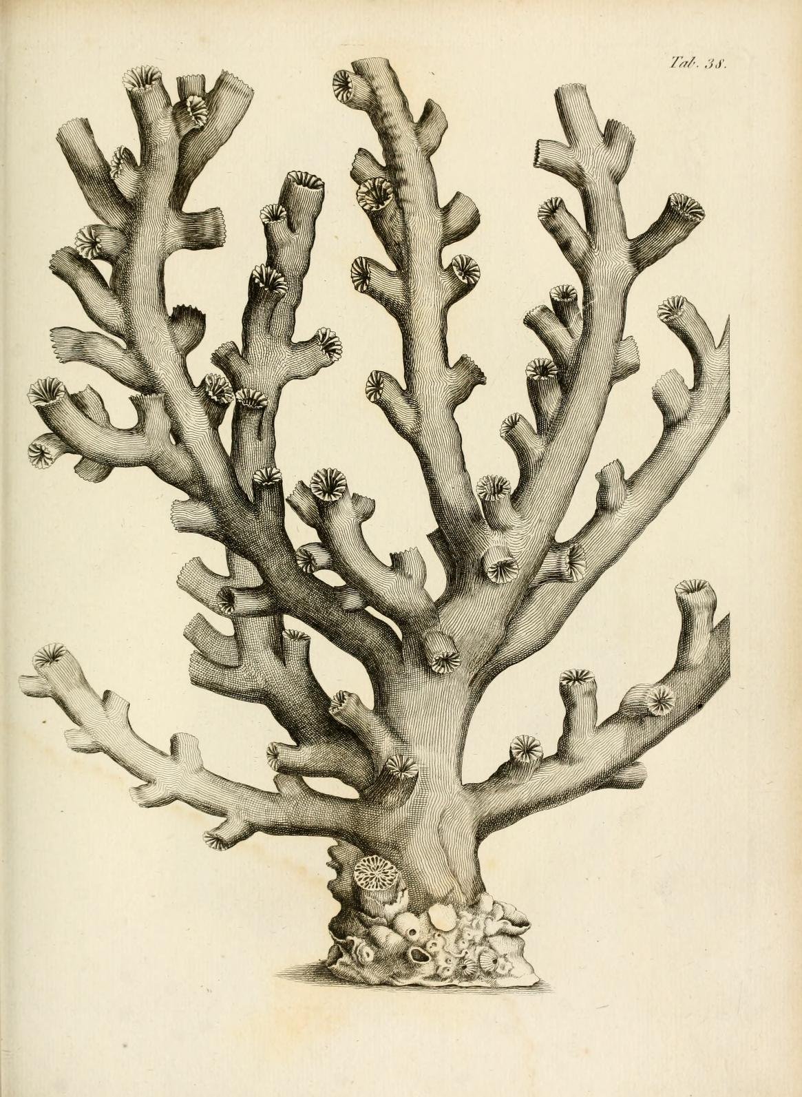 Простые кораллы