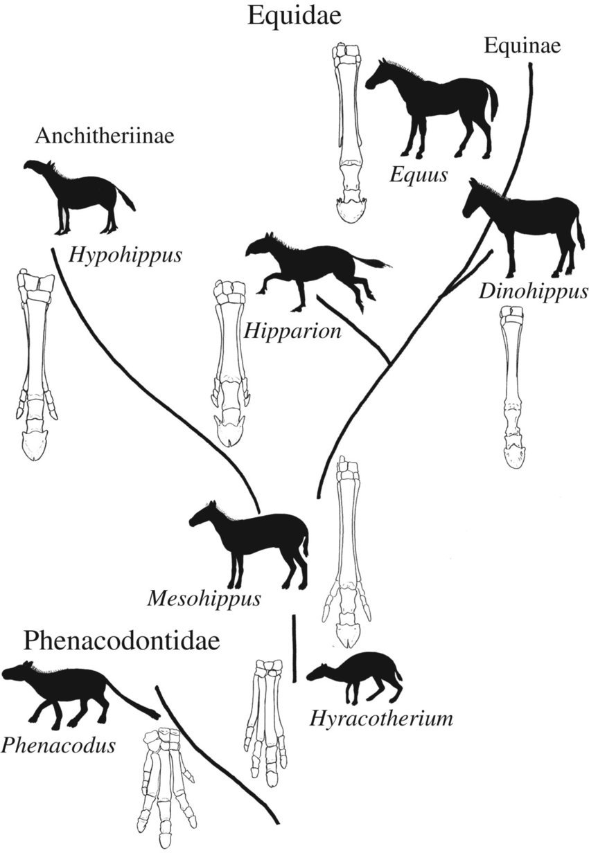 Подласая масть лошади