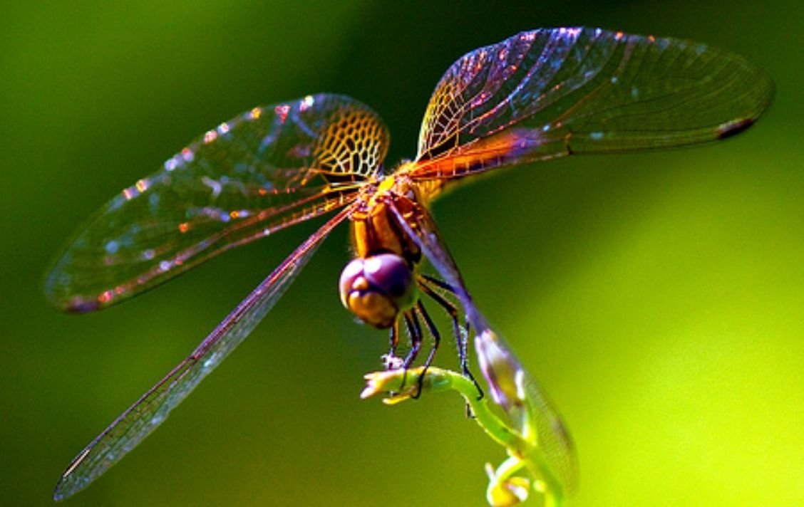 Крылья Стрекозы интерференция