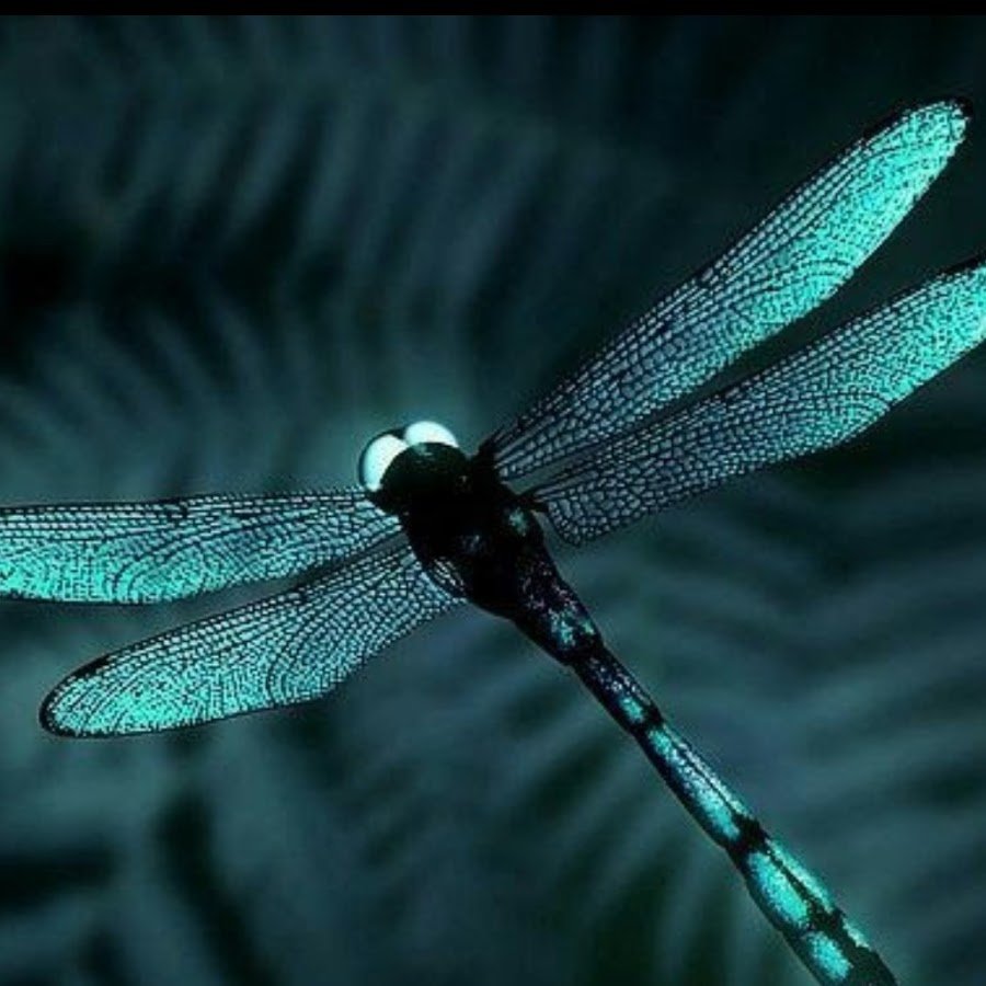 Драгонфлай Стрекоза