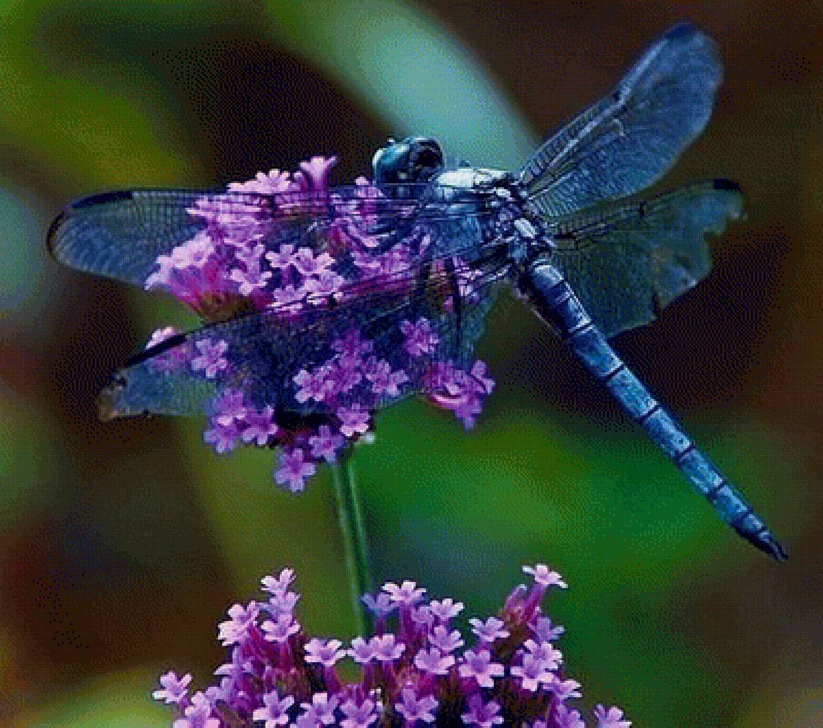 Стрекоза на цветке
