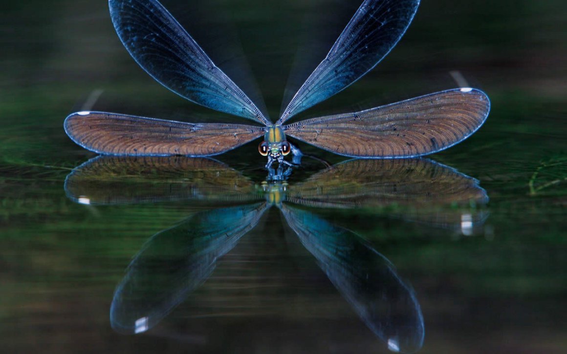 Водяная Стрекоза