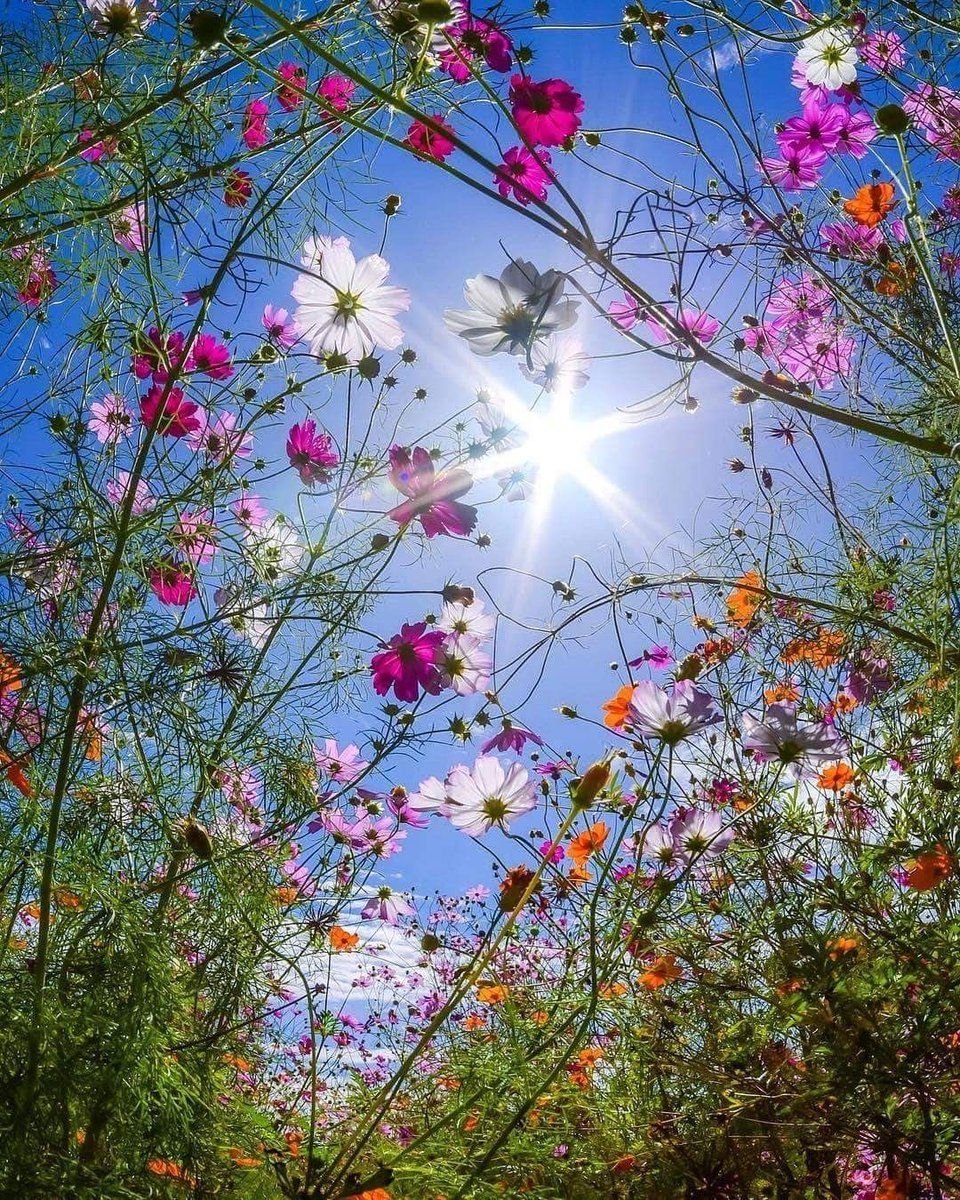 Цветы на рассвете