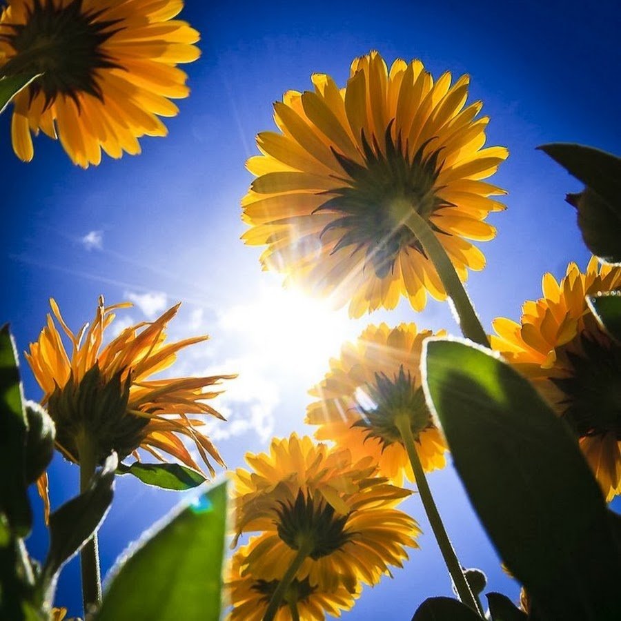 Одуванчик на закате солнца