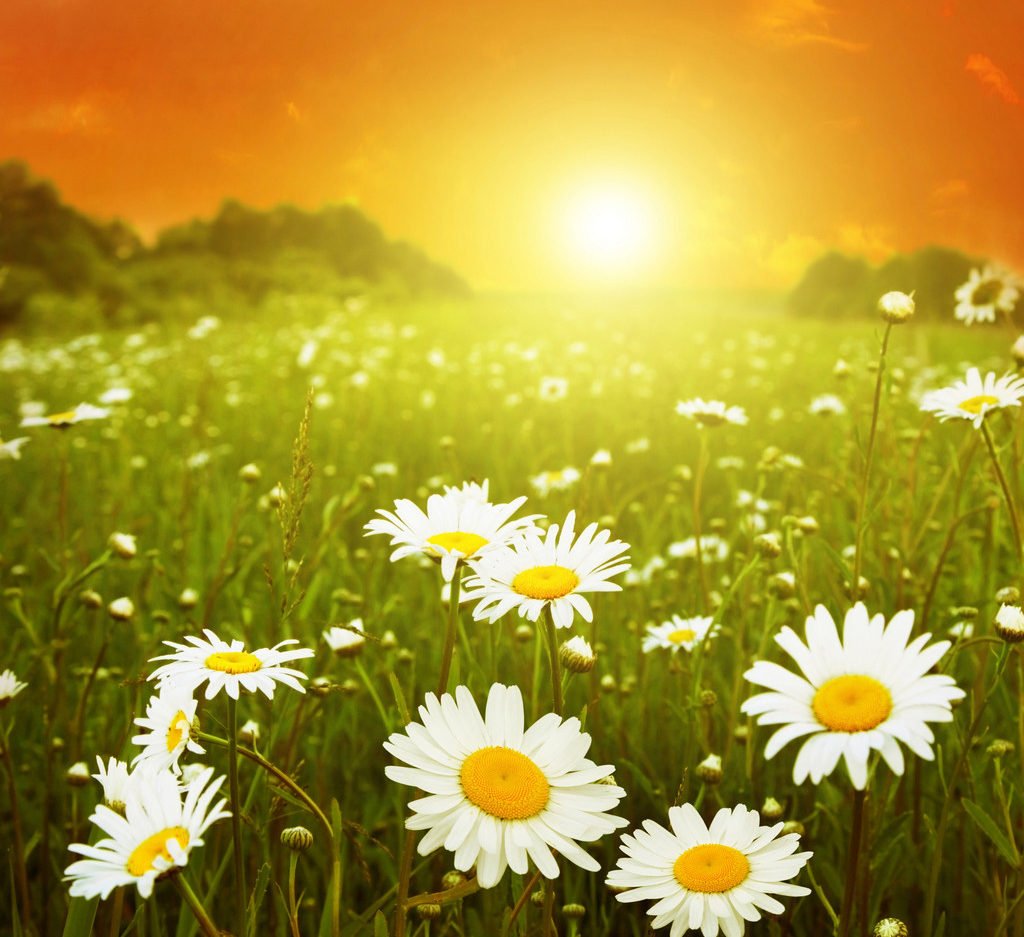 Цветы под солнцем