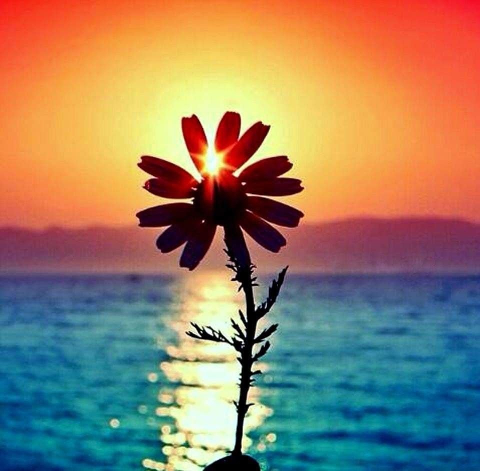 Цветы и солнце