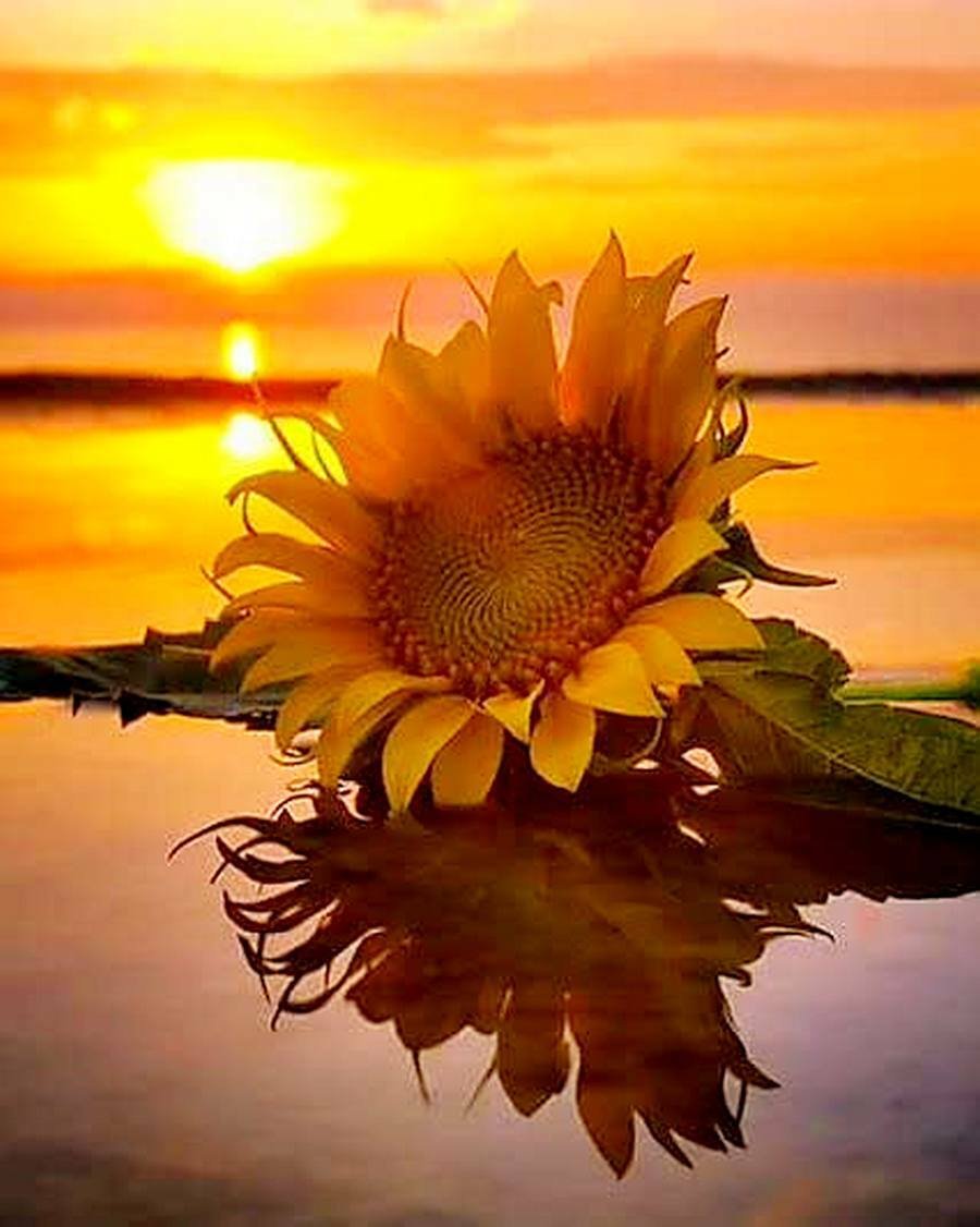 Аватар Ромашка