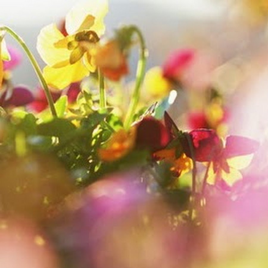 Утренние цветы