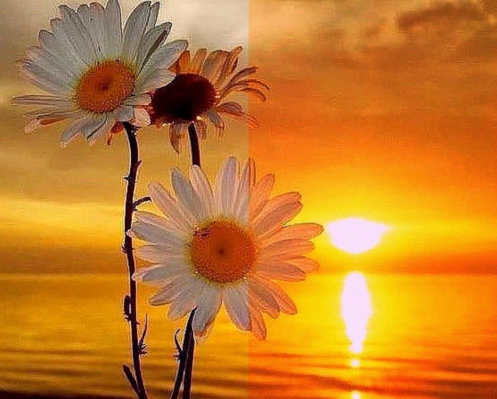 Лето солнце