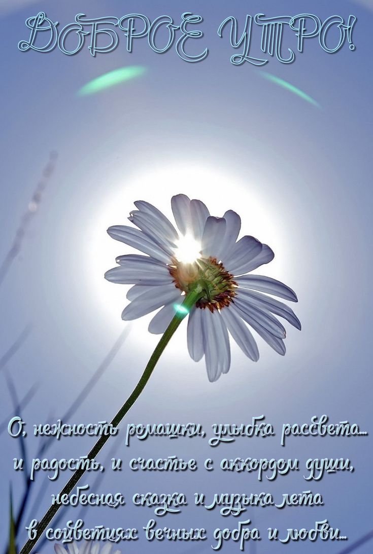 Ромашковое поле