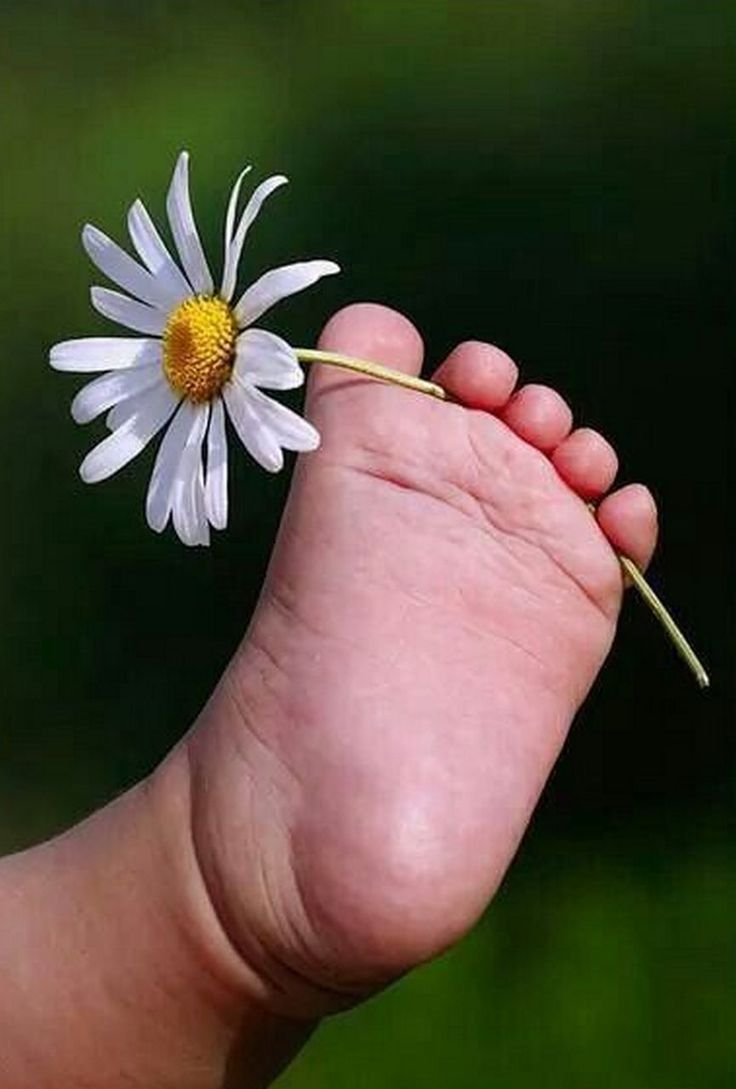 Цифровой художник Лорри Kajenna Кайенна собаки