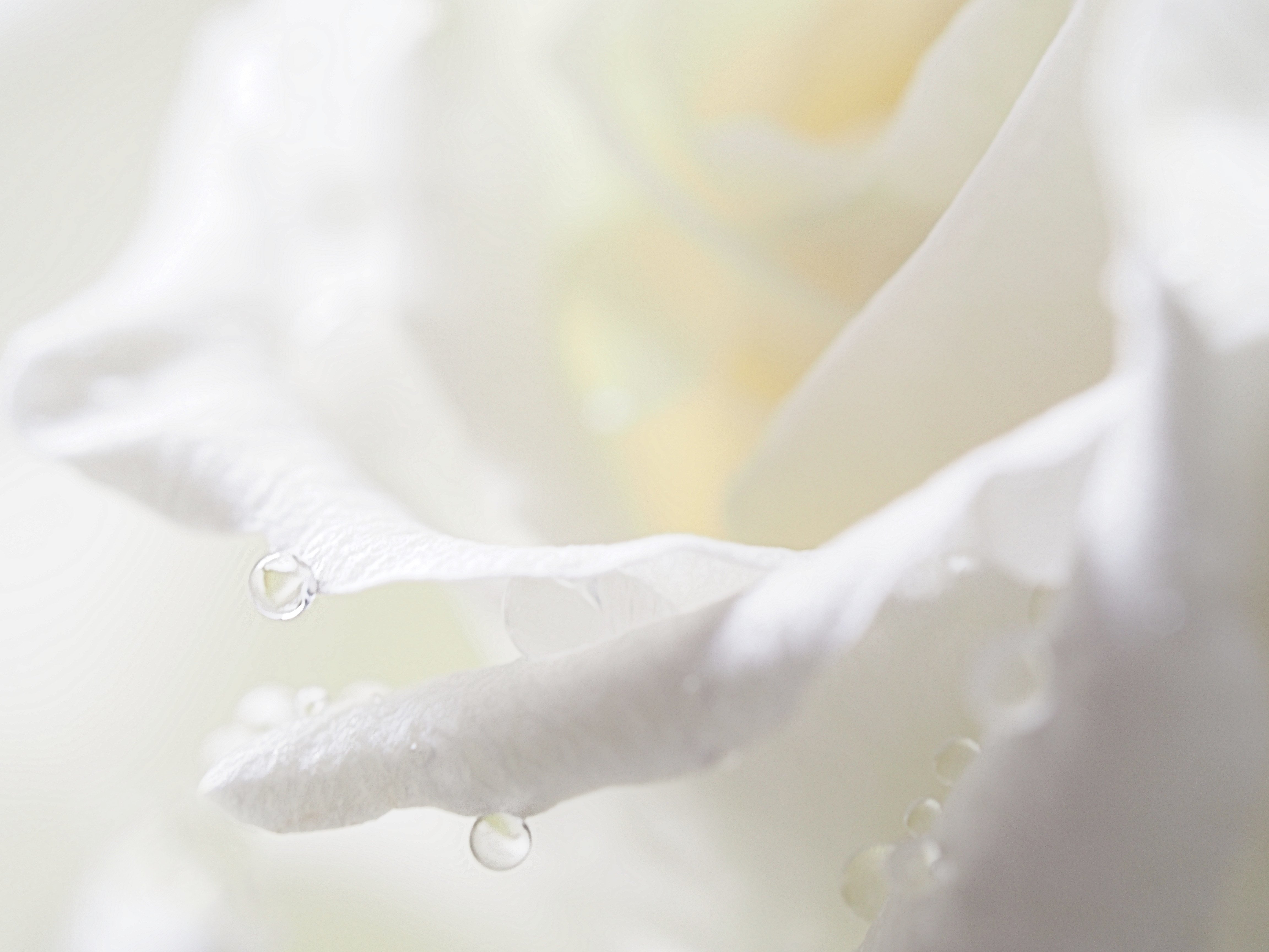 Светлое чистое нежное. Лепестки белых роз. Белый цветок нежность. Нежные белые цветы. Нежные белые розы.