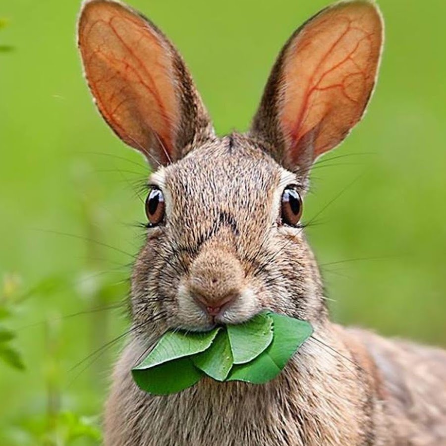 Глаза зайца