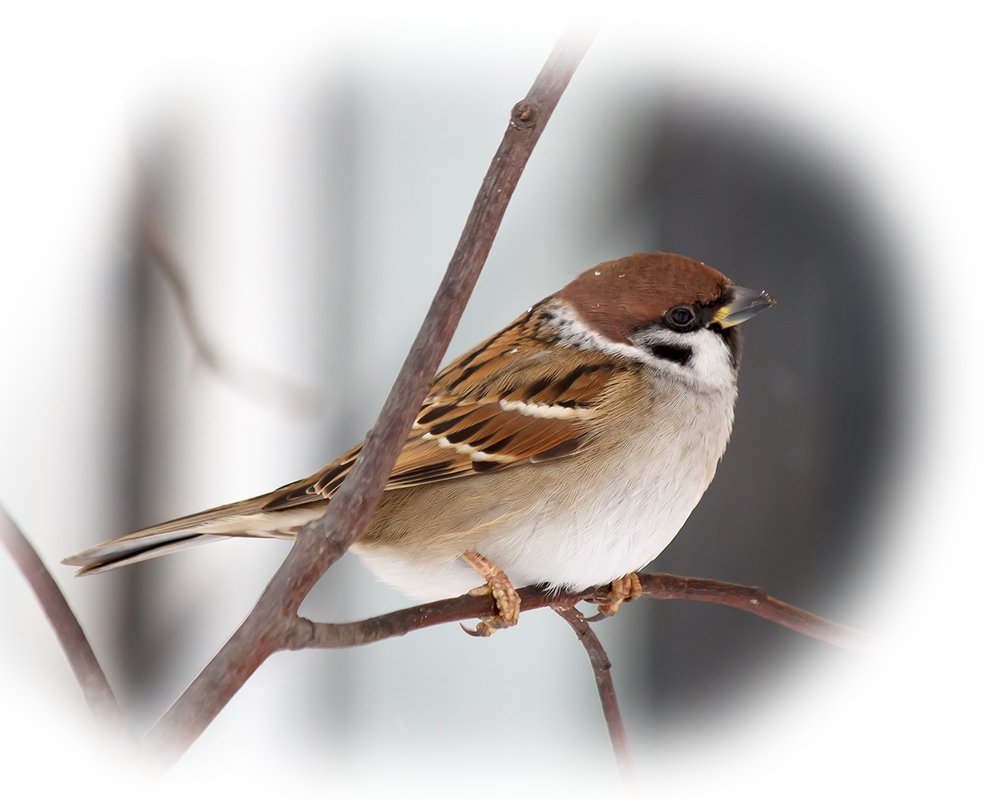 Воробей на белом фоне